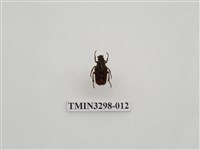 藏品(叉斑陷紋金龜)的圖片